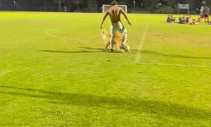 Golden Retriever Pup Plays Soccer With Human Brother