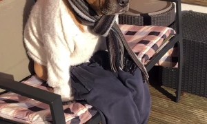 Adorable Dressed Up Dog on a Bench