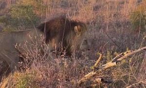 Up Close With the Lion King