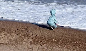 Little Boy Gets Caught up in Waves on Beach