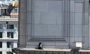 Monkey Spotted Climbing Around LA Building