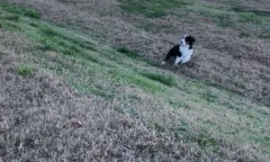 Playful Pupper Rolls Backward on Hill