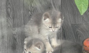 Adorable Kitten Massage