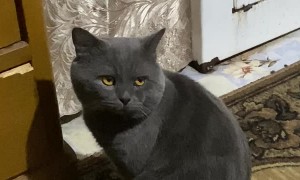 Headphone Stealing Cat Hangs Head in Shame