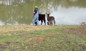 Fisherman Joined by Animal Friends