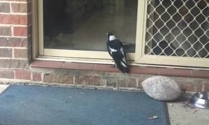Magpie at the Door Whines Like a Dog