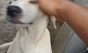 Helping a Stranded Dog