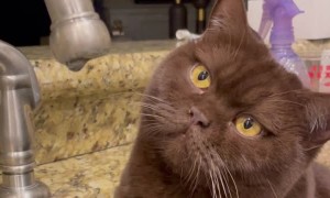 Stoic Cat Just Wants to Watch Water Droplet Fall