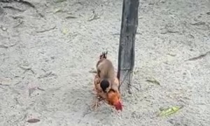Monkey Rides Around on Other Animals
