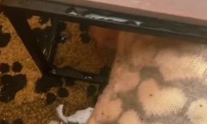 Tucker the Elderly Dog Gets Stuck Under Bowls