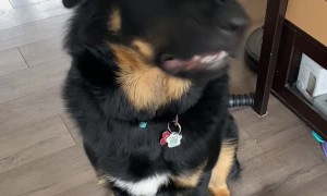 Enzo Learning to Speak Uses Indoor Voice