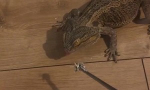 Handsome Lizard Stumpy Doesn't See Tasty Treat