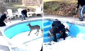 Police rescue deer trapped in swimming pool