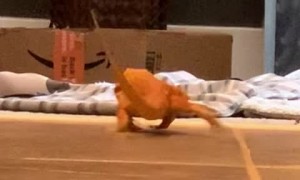 Lizard Slips on the Floor