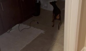 Dog Hops Trying to Find Boyfriend During Hide and Seek