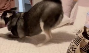 Guilty husky definitely knows that mom is the boss