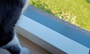 Cat Protects Owner From Dangers of Window Being Open