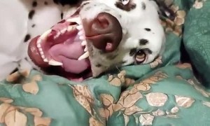 Guy Gets Pup to Growl