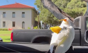 Koko the Bird Laughs at a Lady While Passing By