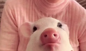 Little Piggy Loves Strawberries