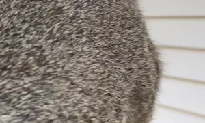 Squirrel Visits Rescuer in Search of Treats