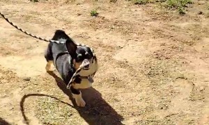 Tripper the Corgi Leads Jetty the Horse into the Barn