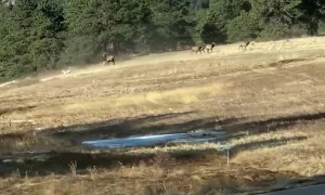 Son Spots Elk Stampede