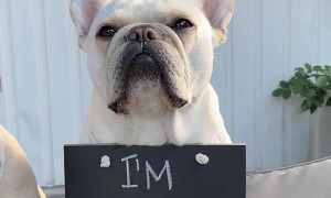 French Bulldogs Have an Announcement
