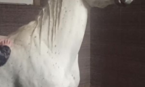 Horse Likes His Back Scratch