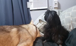 Dogs Have a Love-Hate Relationship