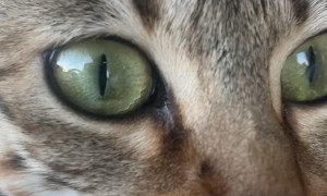 Billie Bengal Loves Her Humans