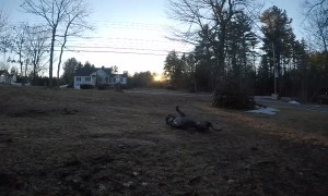 Wild Wipeout for Playful Pup