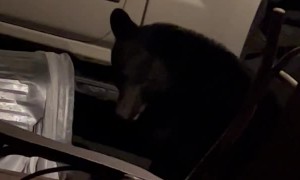Bear Knocks Trash Can into Truck and Charges Man at Door