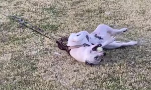 It's Difficult to Get This Pup to Leave the Park