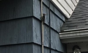 Woodpecker Hammering Away at House