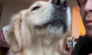 Learning to Speak My Dog's Language