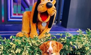 Dog's dream to meet Pluto finally comes true