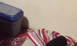 Dachshund Tucks Himself into Bed