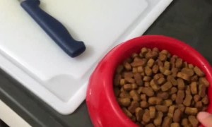 Fake Meal Prep Fools Pup