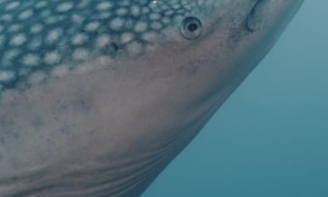 Tagging a Whale shark with External Transmitter in Cocos Island