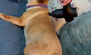 Doggo Loves Massage Therapy Gun