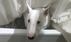 Dog Finding Toy in Bathtub Gets Covered by Shower Curtain