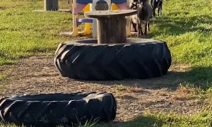 Compilation of Playful Myotonic Goats Fainting