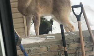 Deer Stands at Front Door