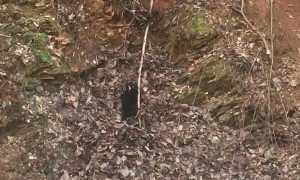 Mama Bear Takes a Tumble Trying to Help Cub