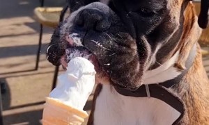 Boxer Pup Enjoys Ice Cream Cone