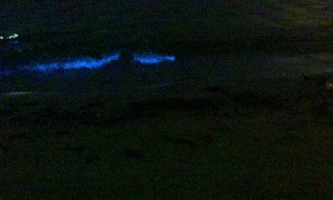 Glowing Blue Algae Waves Crash into Beach