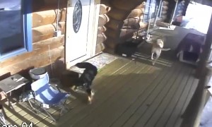 Moose Chases Dogs onto Porch