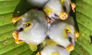 Honduran White Bats Huddled in Leaf