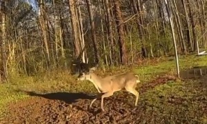Sandy Springs Police Officers rescue and free a deer in distress